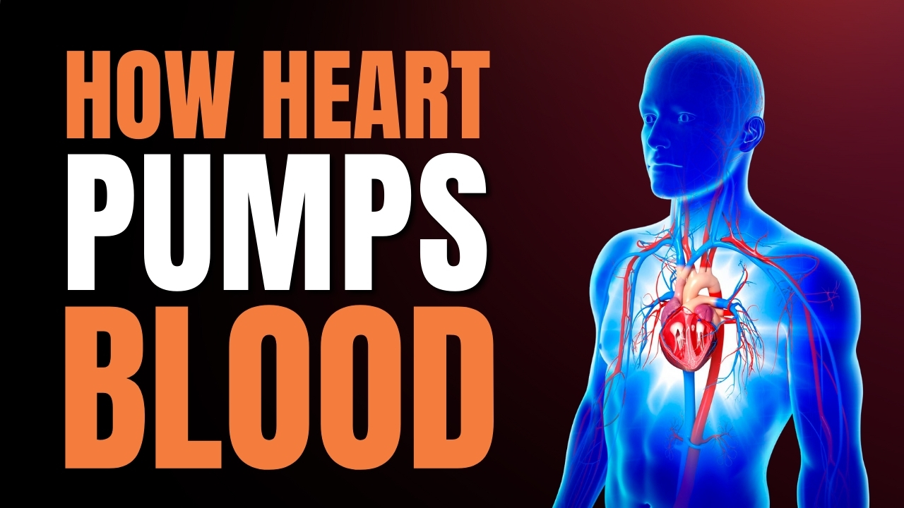 How Heart Pumps Blood In Under 1 Minute?