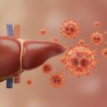 Liver with hepatitis c infection and closeup view of hepatitis c virus hcv 3d illustration