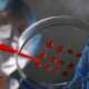 Researchers pipette samples in well microplate medical test of blood or DNA to test aplastic anemia
