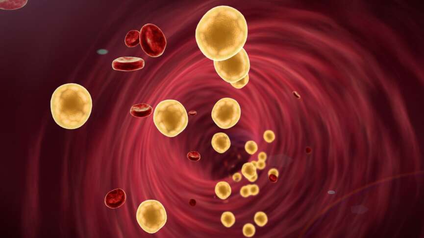 High blood cholesterol-thickened arteries and veins with a 3D rendering red blood cells perspective view