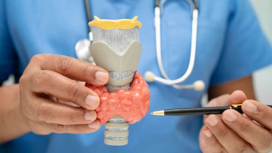 Detailed examination of the overactive thyroid gland model by a medical professional