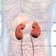 Addison's disease, a rare chronic disorder where the adrenal glands produce insufficient cortisol and aldosterone, often due to autoimmune destruction representing human anatomy