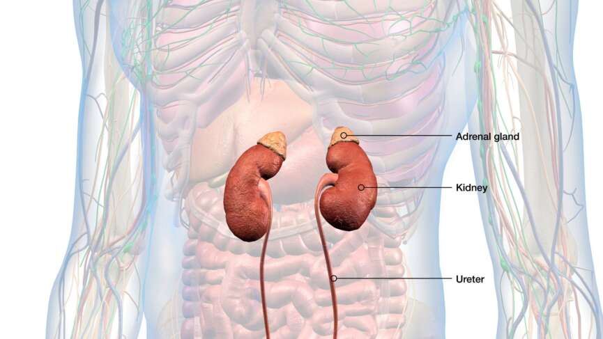 Addison's disease, a rare chronic disorder where the adrenal glands produce insufficient cortisol and aldosterone, often due to autoimmune destruction representing human anatomy