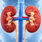 Representing normal GFR and medical illustration of human kidney in the transparent human body