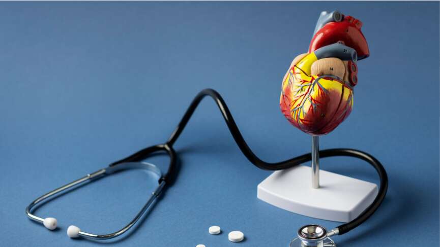 Stethoscope with human heart representing the process of how heart pumps blood