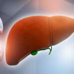 Human liver and gallbladder organ anatomy of internal organ representing affects of liver due to foods