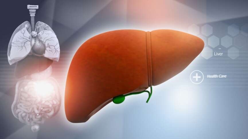 Human liver and gallbladder organ anatomy of internal organ representing affects of liver due to foods