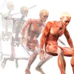 stages of cancer cachexia