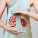 A woman is holding a model of human kidney for support and detox of the kidney