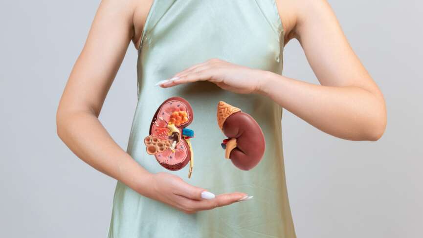 A woman is holding a model of human kidney for support and detox of the kidney