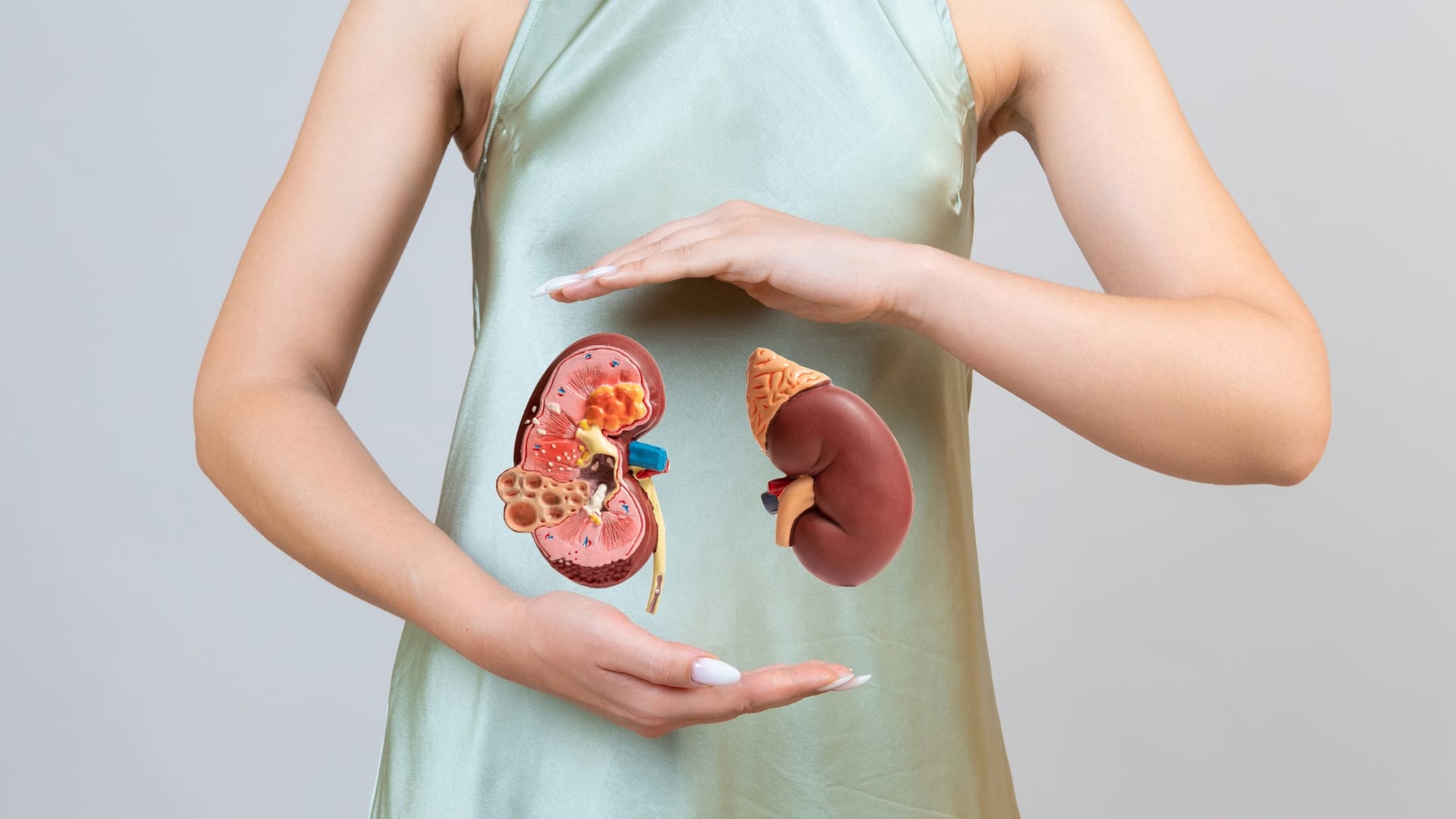 A woman is holding a model of human kidney for support and detox of the kidney