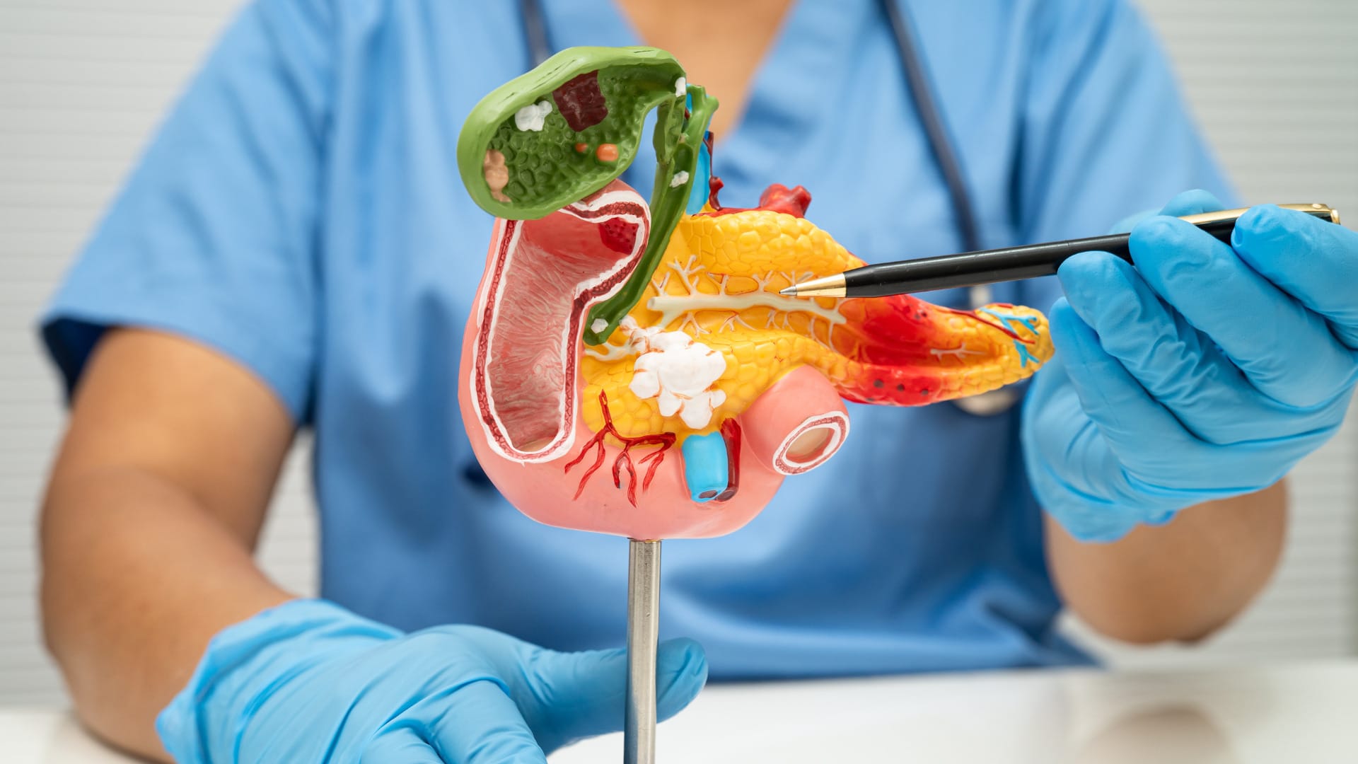 Healthcare professional demonstrating a detailed anatomical pancreas model with a medical pointer during an educational examination