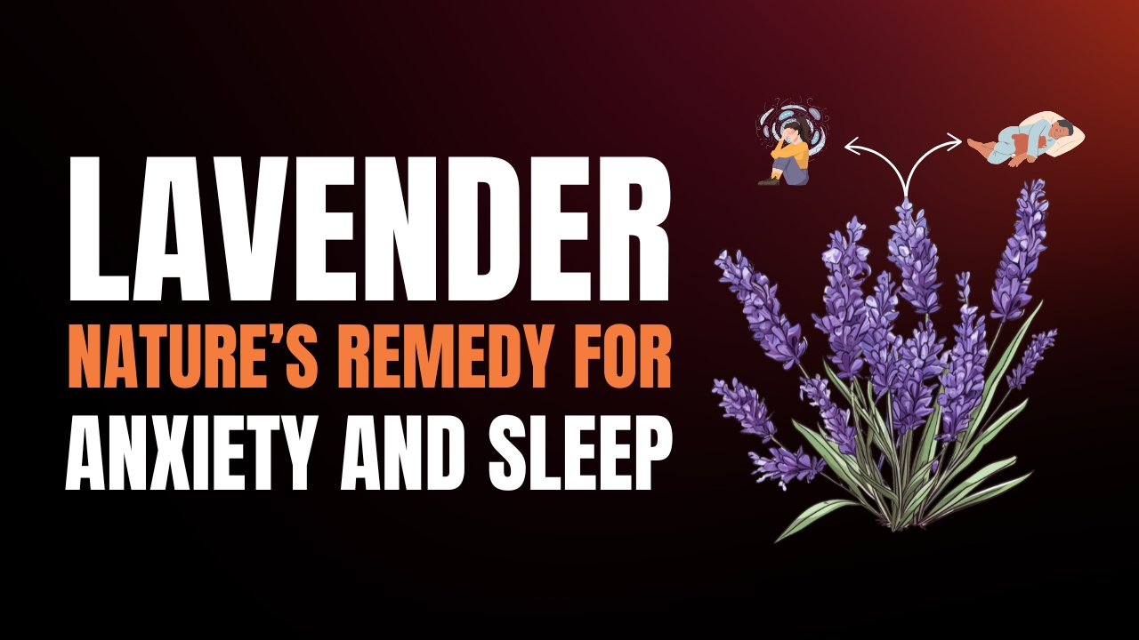 How Lavender Helps with Anxiety and Sleep?